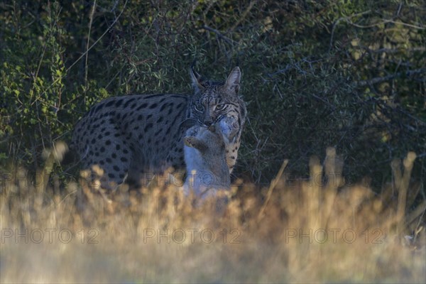 Pardell lynx