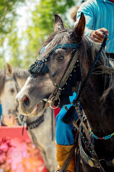 Portrait of a horse head with long mane and partial harness