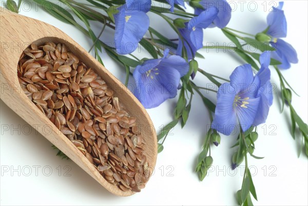 Medicinal plant Linseed