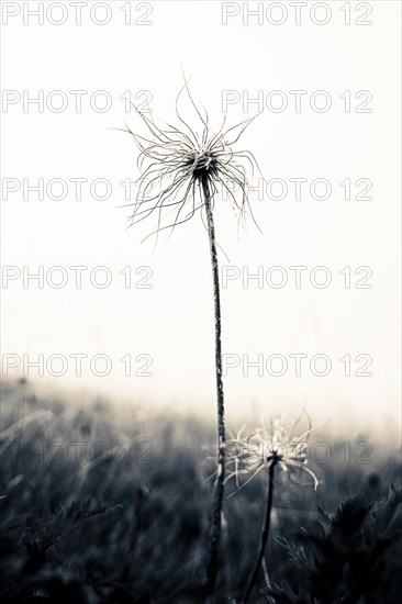 Flowering alpine pasqueflower