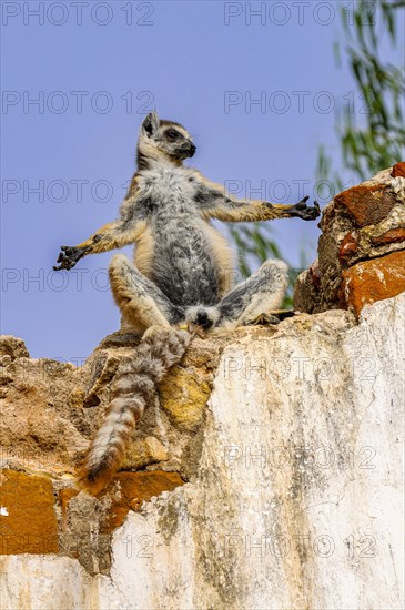 Ring-tailed Lemur