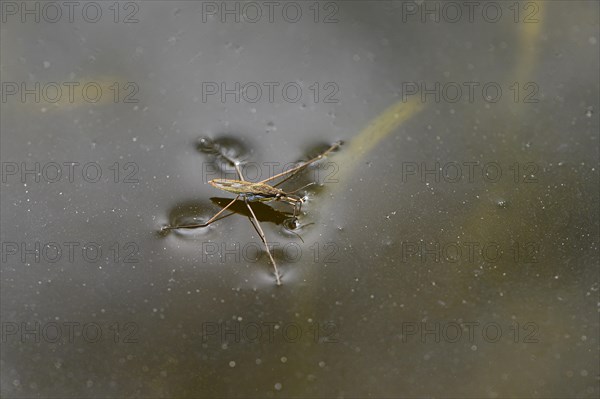 Common pond skater