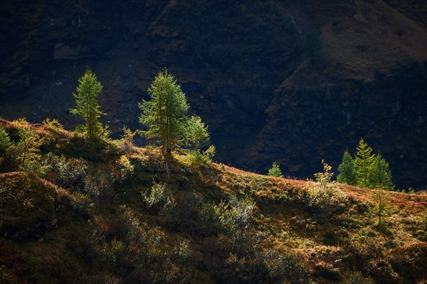 European larch