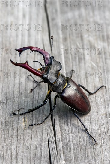 Stag beetle