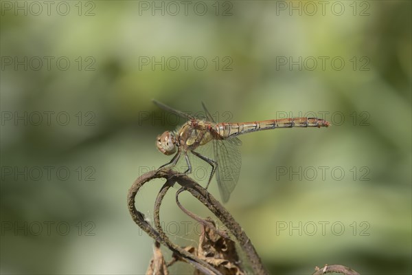 Common darter