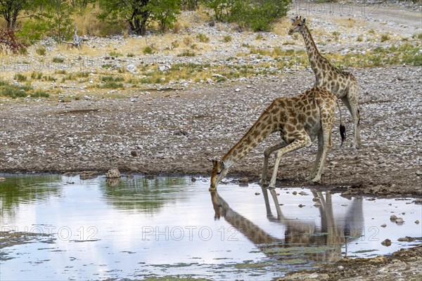 Giraffes