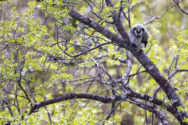 Northern hawk owl