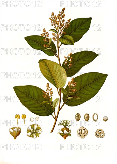 Medicinal plant