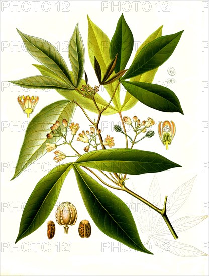 Medicinal plant