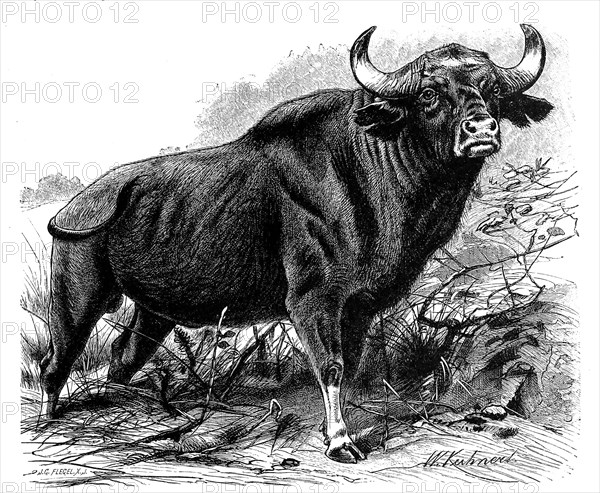 Gaur