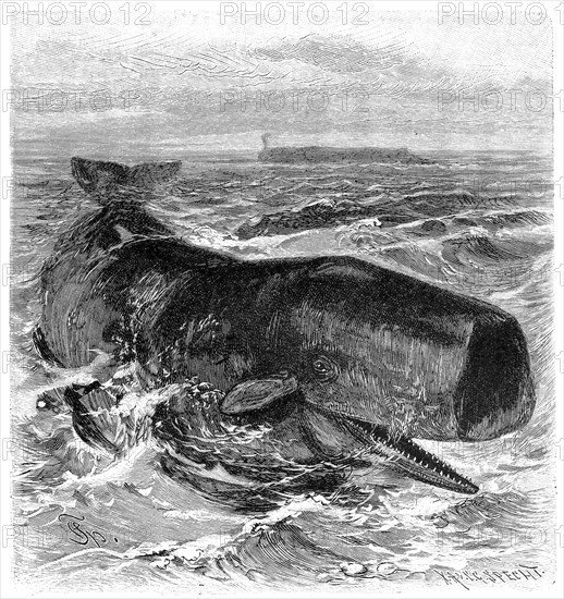 Sperm whale