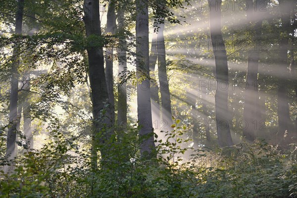 Deciduous forest