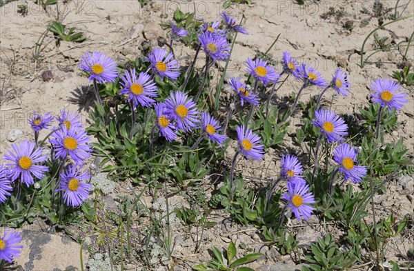 Alpine aster