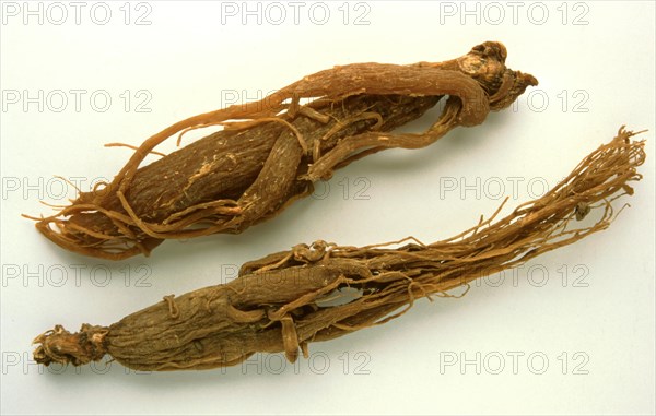 Genuine ginseng