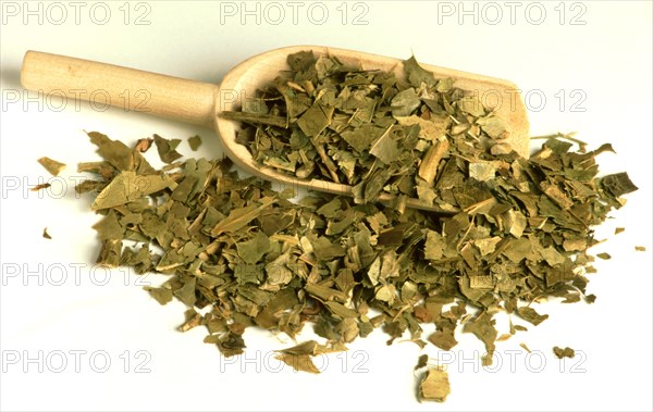 Medicinal herbs dried holly herb