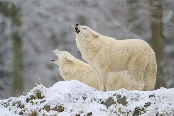 Arctic wolf