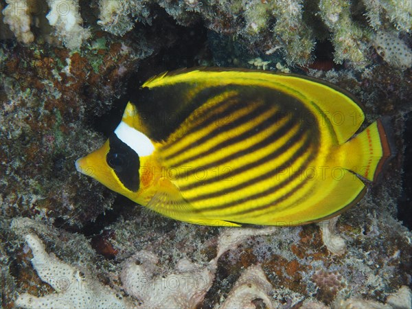 Diagonal butterflyfish