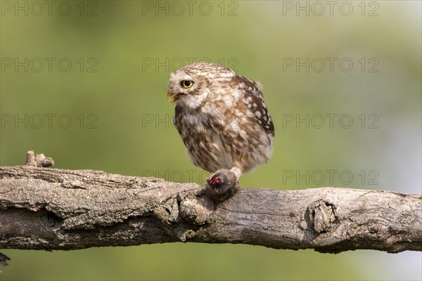 Little Owl