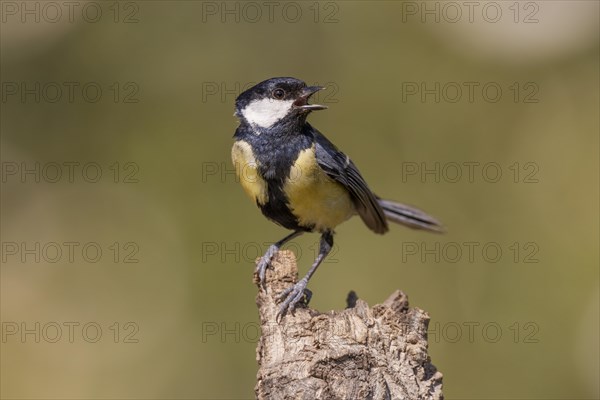 Great tit