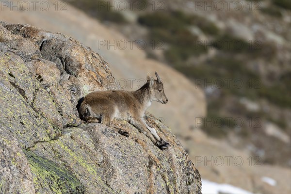 Iberian ibex