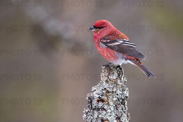 Pine grosbeak