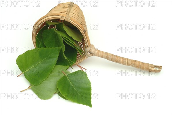 Medicinal plant Birch