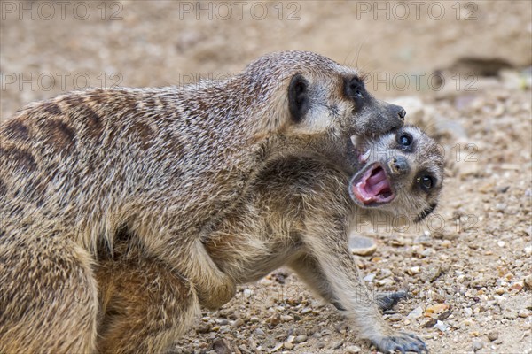 Meerkat