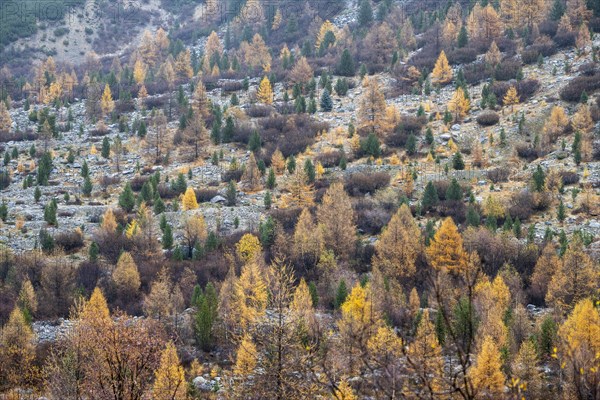 Autumn larch forest in Val Morteratsch