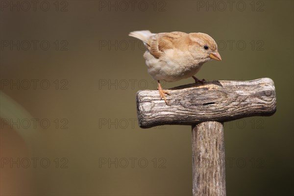 House sparrow