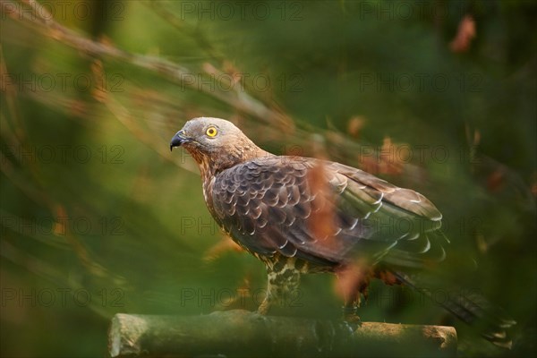 European honey buzzard