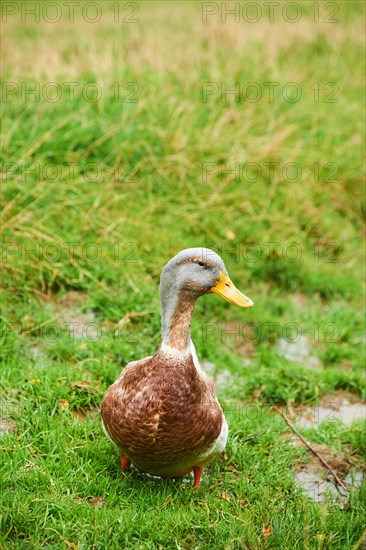 Domestic mallard