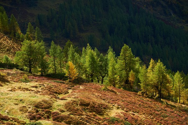 European larch