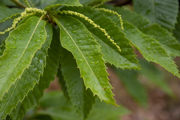 Close-up of green blossoms and leaves of the sweet chestnut