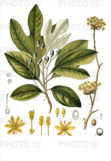 Medicinal plant