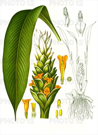 Medicinal plant