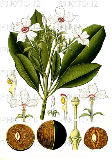 Medicinal plant