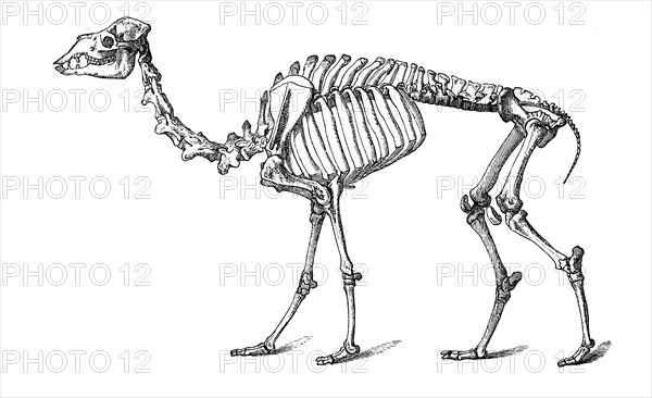 Skeleton of the dromedary