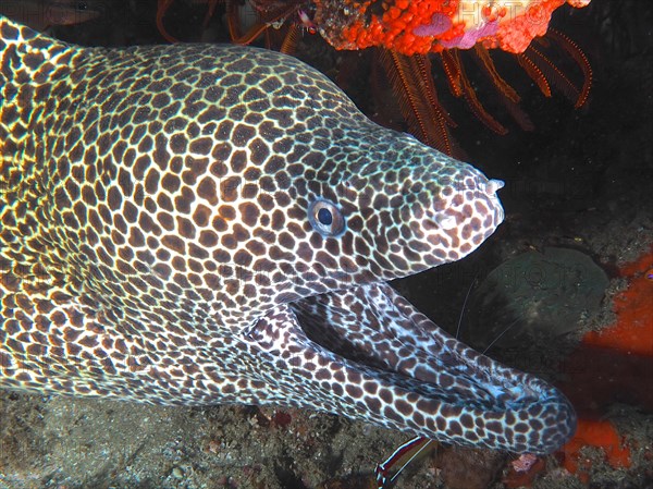 Close-up of net moray