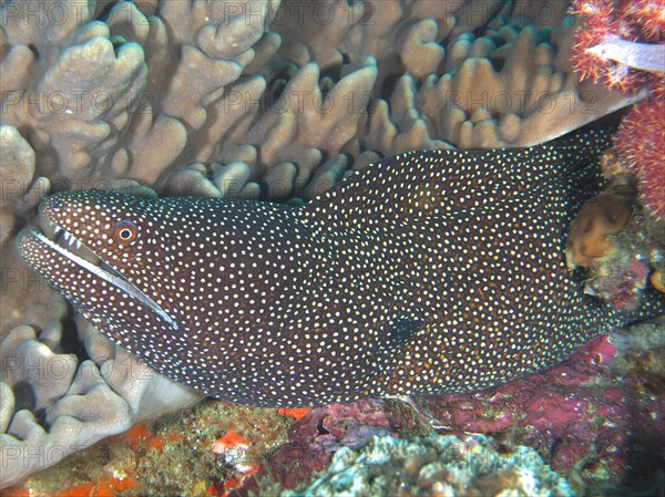 Turkey moray