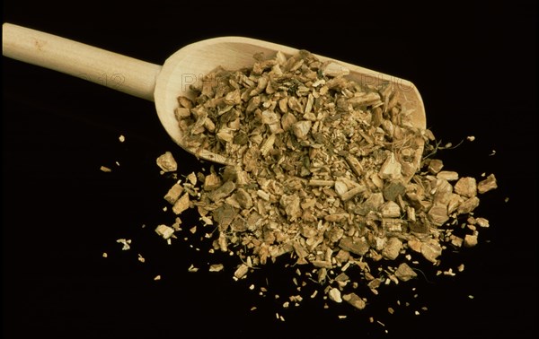 Medicinal herbs: Condurango bark