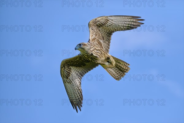 Saker falcon