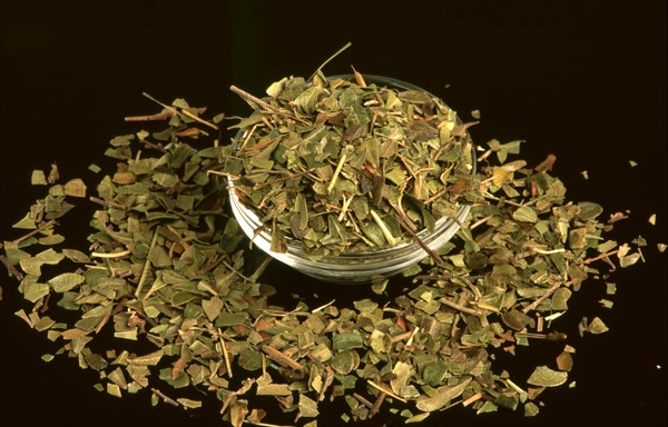 Natural remedy dried bearberry leaves