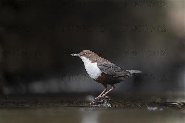 White-breasted dipper