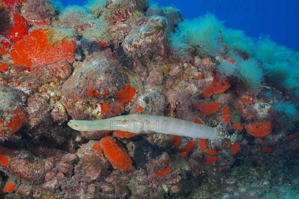 Atlantic cornetfish