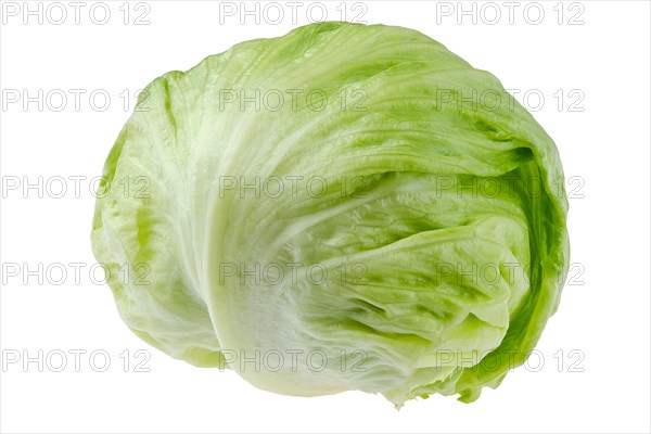 Whole big iceberg lettuce or crisphead lettuce isolated on white background