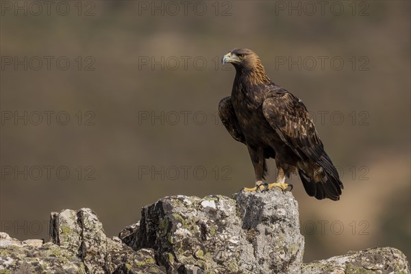 Golden eagle