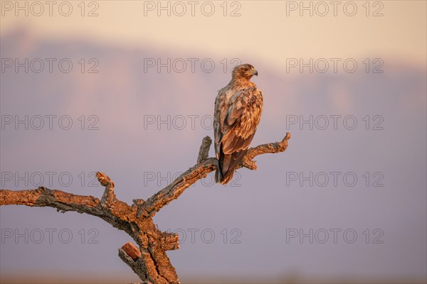 Spanish Imperial Eagle