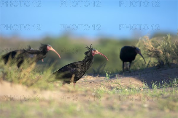 Group of Northern Bald Ibis