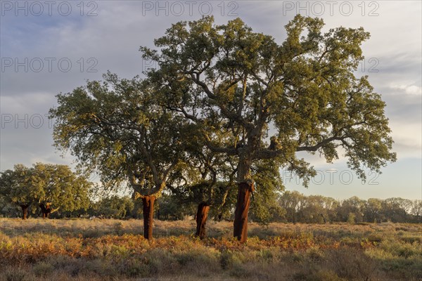 Cork oaks