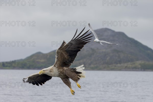 White-tailed eagle